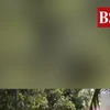 Watch: IPL 2025 champions RCB reach Bengaluru to a rousing welcome